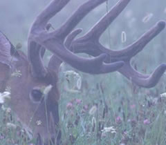 Florida deer have trophy potential if managed properly.