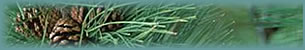 Timber health, costly pine beetle infestations are preventable.